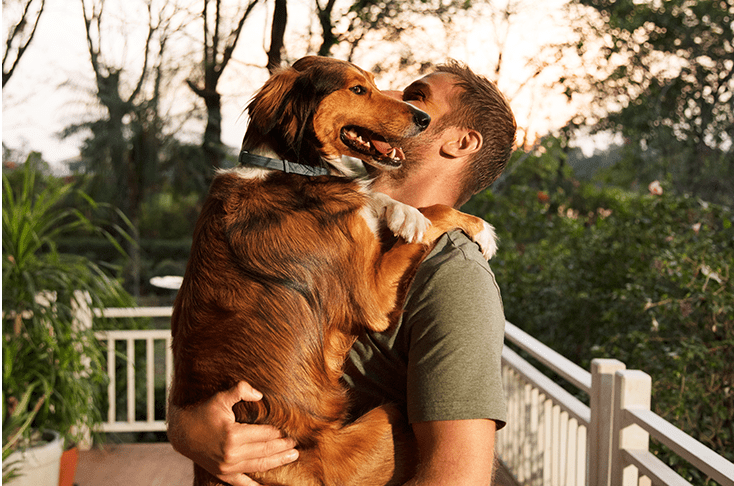 how-do-flea-collars-work-my-pet-and-i